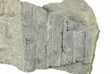 Pennsylvanian Horsetail (Calamites) Stem Plate - Kentucky #252354-1